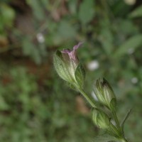 Lepidagathis fasciculata (Retz.) Nees